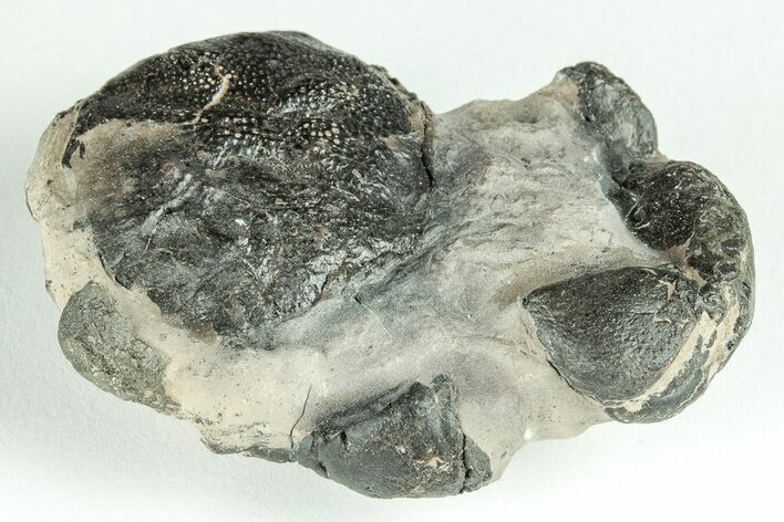 Fossil Crab (Zanthopsis) - Eocene, London Clay #206733